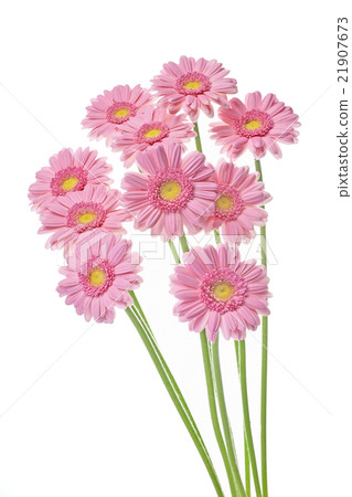 粉色非洲菊 21907673
