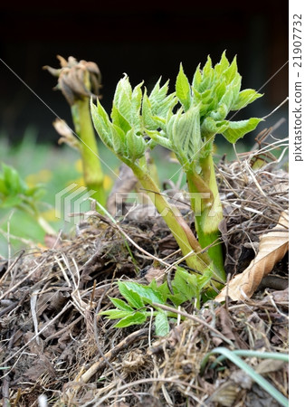 Mount Udo Mount Udo 21907732