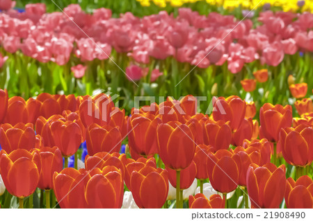 Beautiful tulip flower Beautiful tulip flower 21908490