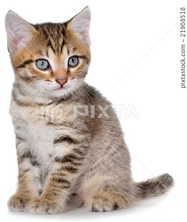 Shorthair brindled kitten 21908518