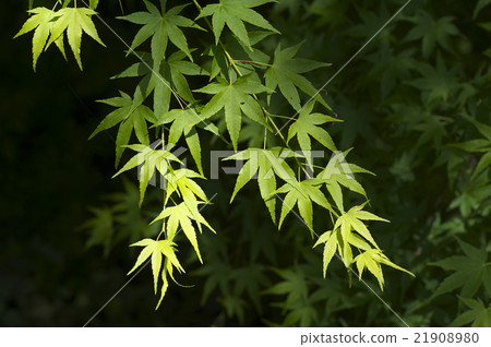 Fresh green maple Fresh green maple 21908980