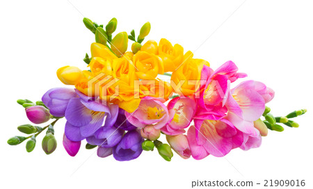 Fresh freesia flowers Fresh freesia flowers 21909016