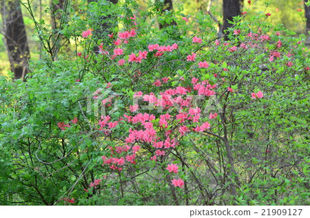 Azalea Azalea 21909127