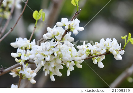 White flower sward White flower sward 21909359