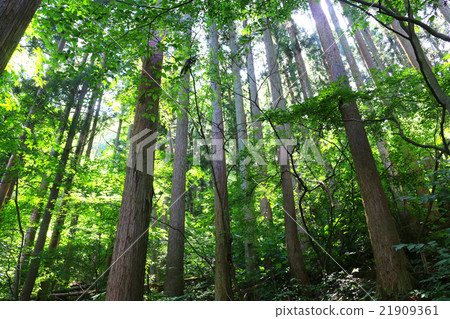 Cedar trees Cedar trees 21909361