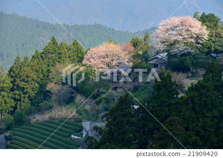 葫蘆櫻桃樹 21909420