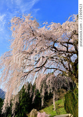 Chuetsu家族的垂枝櫻花 21909423
