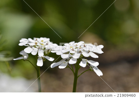 Iberisu 21909460