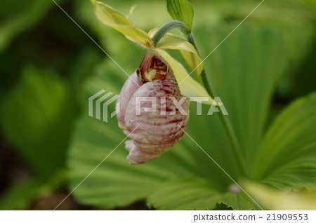 Kumagaiisou Kumagaya草 Kumagaiisou Kumagaya草 21909553