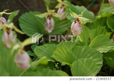 Kumagaiisou Kumagaya grass 21909557