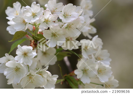 據說天然植物Kasumisakura，野生型櫻花從北海道到四國山等自然生長。 21909636