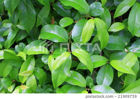 金黃色葡萄球菌的葉子 金黃色葡萄球菌的葉子 21909739