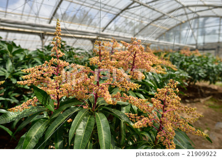 Mango flowers 21909922