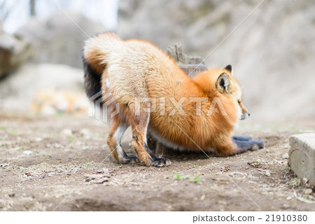 Fox  21910380