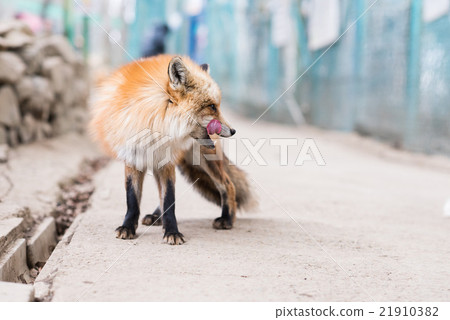 Fox  21910382