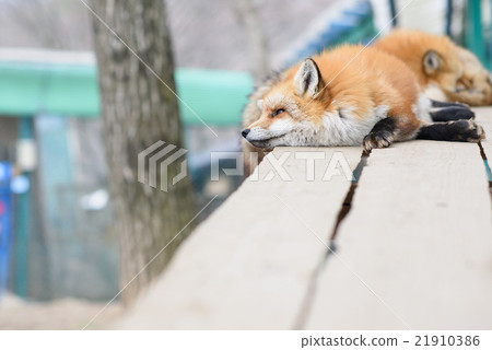 Fox Fox 21910386