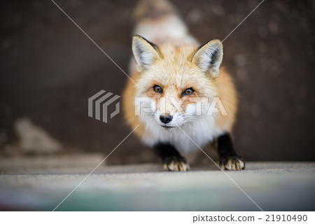 Fox  21910490