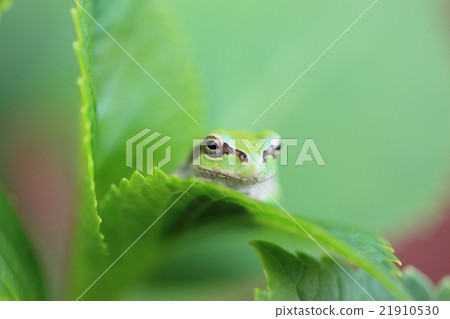 The world of the frog 21910530