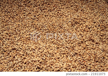 Malt background. Ingredient for beer. 21911073
