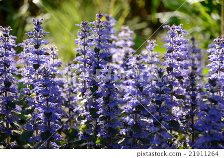 Flowers of Ajuga that clustered in Chaoyang 21911264