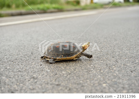 Semaruhako turtle living in Yaeyama 21911396