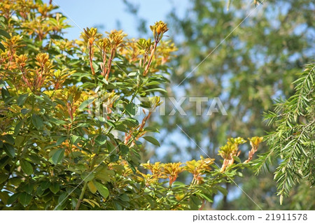 Young leaves of Tubukonoki Young leaves of Tubukonoki 21911578