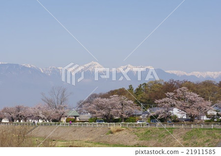 在平川和北阿爾卑斯山的松本櫻花的櫻花北海道Yoshinzu信濃川系統的頭等河 21911585
