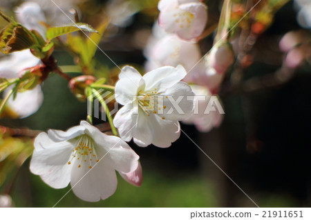櫻花開花了 21911651