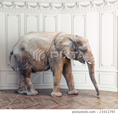 elephant  in the room 21911795