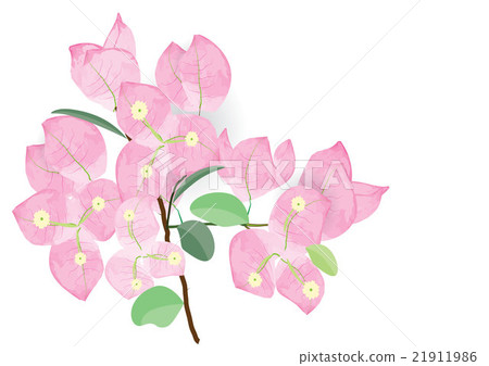pink bougainvillea flowers  for object or backgrou 21911986