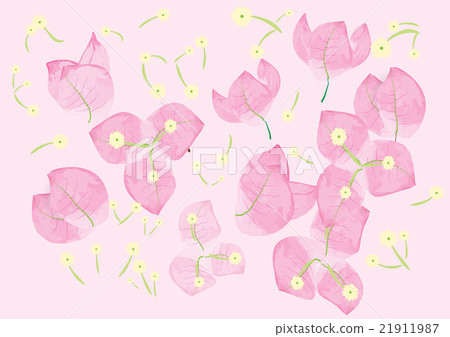 pink bougainvillea flowers  for object or backgrou 21911987