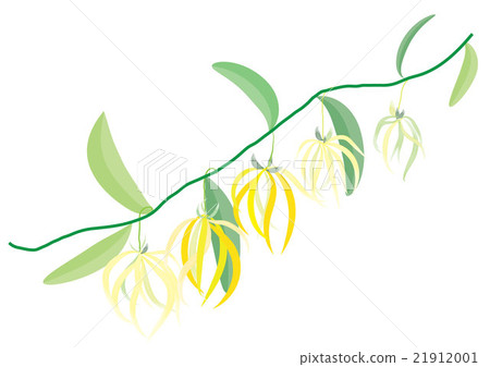 ylang ylang flowers ,yellow flowers  with branch o 21912001