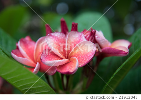 plumeria flower,select focus. plumeria flower,select focus. 21912043