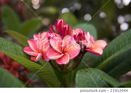 plumeria flower,select focus. plumeria flower,select focus. 21912044