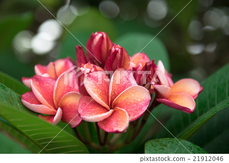 plumeria flower,select focus. 21912046