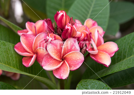 plumeria flower,select focus. 21912049