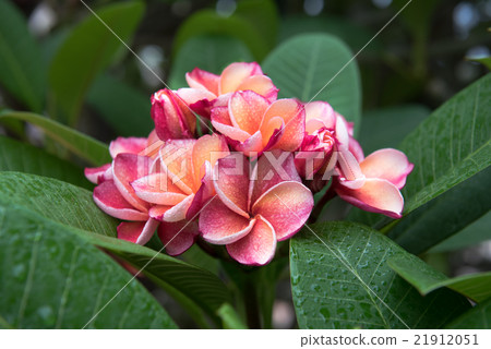 plumeria flower,select focus. plumeria flower,select focus. 21912051