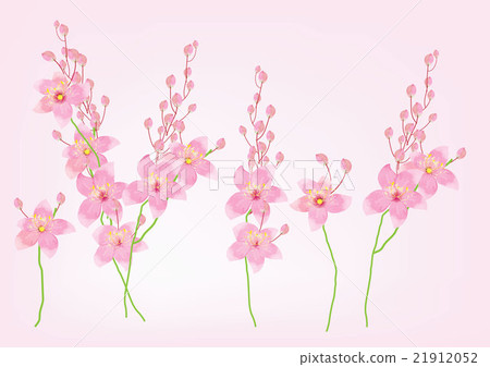 pink flowers branch on white background,for object pink flowers branch on white background,for object 21912052