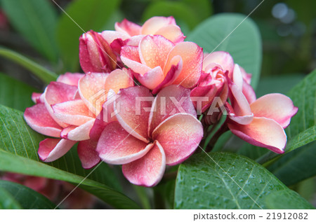 plumeria flower,select focus plumeria flower,select focus 21912082