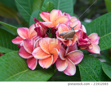 plumeria flower,select focus plumeria flower,select focus 21912083