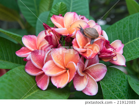 plumeria flower,select focus plumeria flower,select focus 21912085