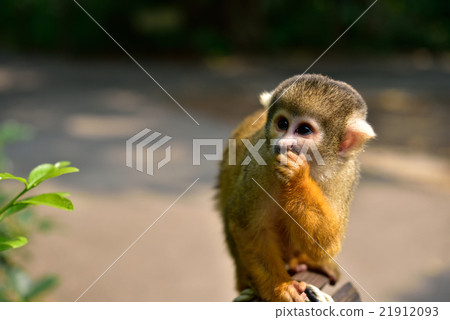 Squirrel monkey Squirrel monkey 21912093