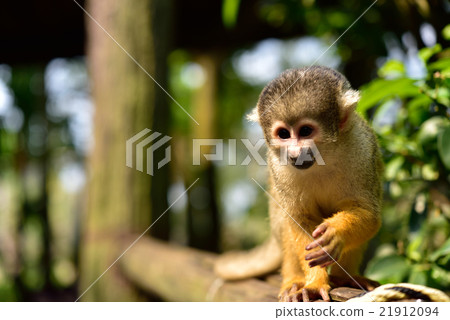Squirrel monkey 21912094