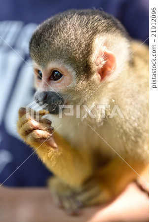 Squirrel monkey Squirrel monkey 21912096