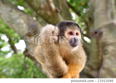 松鼠猴 21912098