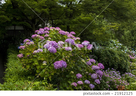禪寺的繡球花 禪寺的繡球花 21912125