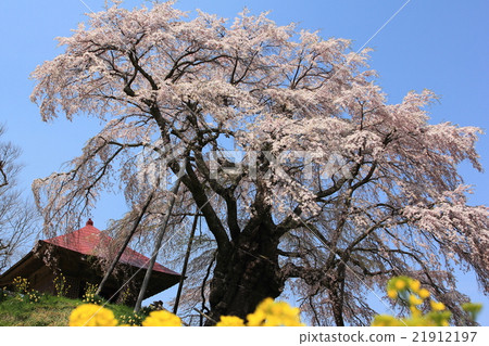 Stone不動產Zakura 201602 21912197