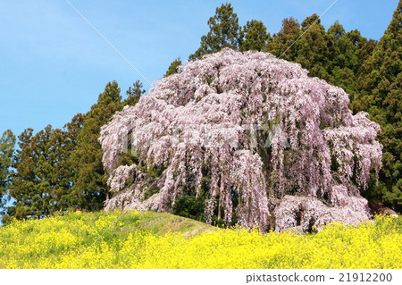 Weeping weeping cherry tree in the battlefield 201602 21912200