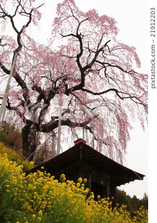 Daishoji Benicidal 201601 21912203