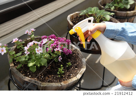Hobby doing gardening fertilizer image Flower Hobby doing gardening fertilizer image Flower 21912412
